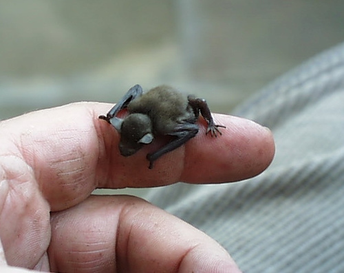 世界の小さな動物10匹 日常俯瞰 にちじょうふかん